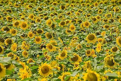 《远征军：罗马》工作室复活！新作全面开发中